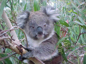 Koala