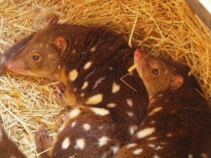 Parks Victoria Ranger Discovers Evidence of a Tiger Quoll in the Great  Otway National Park - Conservation Ecology Centre - Cape Otway