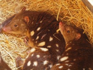 Parks Victoria Ranger Discovers Evidence of a Tiger Quoll in the Great Otway National Park - Conservation Ecology Centre - Cape Otway Parks Victoria Ranger Discovers Evidence of a Tiger Quoll in the Great Otway National Park - Conservation Ecology Centre - Cape Otway