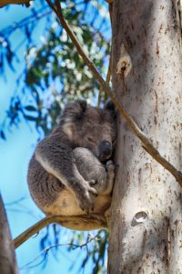 Koala dozing at Cape Otway - Phil Hines