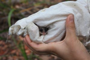 Pygmy Possum - Millie Scicluna